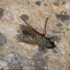 Anabarhynchus sp. (genus) (Stiletto Fly (Sub-family Therevinae)) at Acton, ACT - 30 Nov 2019 by HarveyPerkins