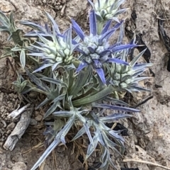 Eryngium ovinum (Blue Devil) at Amaroo, ACT - 6 Dec 2019 by Jubeyjubes