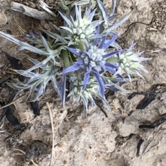 Eryngium ovinum at Amaroo, ACT - 7 Dec 2019