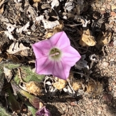 Convolvulus angustissimus subsp. angustissimus (Australian Bindweed) at Throsby, ACT - 7 Dec 2019 by Jubeyjubes