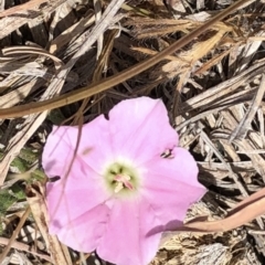 Convolvulus angustissimus subsp. angustissimus at Throsby, ACT - 7 Dec 2019 11:24 AM