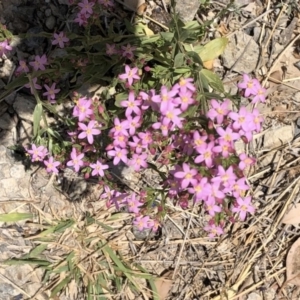 Centaurium tenuiflorum at Amaroo, ACT - 7 Dec 2019