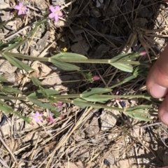 Centaurium tenuiflorum at Amaroo, ACT - 7 Dec 2019