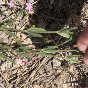 Centaurium tenuiflorum at Amaroo, ACT - 7 Dec 2019