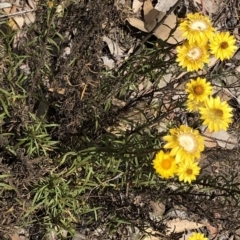 Xerochrysum viscosum (Sticky Everlasting) at Amaroo, ACT - 7 Dec 2019 by Jubeyjubes