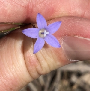 Wahlenbergia sp. at Amaroo, ACT - 7 Dec 2019