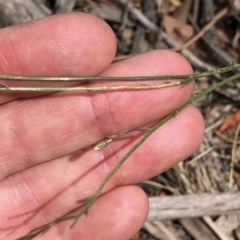 Wahlenbergia sp. at Amaroo, ACT - 7 Dec 2019