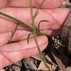 Wahlenbergia sp. at Amaroo, ACT - 7 Dec 2019