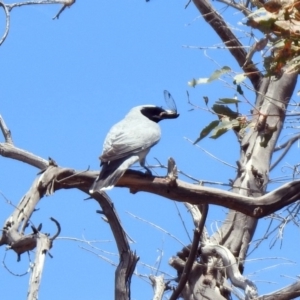 Coracina novaehollandiae at Paddys River, ACT - 6 Dec 2019 12:46 PM