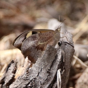 Heteronympha merope at Tennent, ACT - 6 Dec 2019