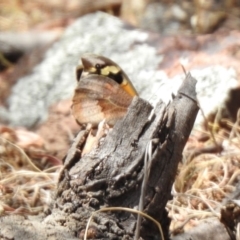 Heteronympha merope at Tennent, ACT - 6 Dec 2019