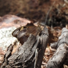 Heteronympha merope at Tennent, ACT - 6 Dec 2019