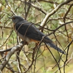 Cacomantis flabelliformis (Fan-tailed Cuckoo) at Tennent, ACT - 5 Dec 2019 by RodDeb