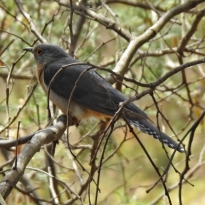 Cacomantis flabelliformis (Fan-tailed Cuckoo) at Tennent, ACT - 5 Dec 2019 by RodDeb