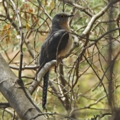 Cacomantis flabelliformis at Tennent, ACT - 6 Dec 2019