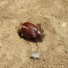 Melolonthinae sp. (subfamily) (Cockchafer) at Tennent, ACT - 5 Dec 2019 by RodDeb