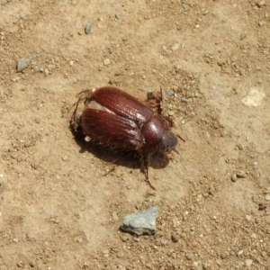 Melolonthinae (subfamily) at Tennent, ACT - 6 Dec 2019 10:47 AM