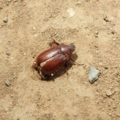 Melolonthinae (subfamily) at Tennent, ACT - 6 Dec 2019 10:47 AM