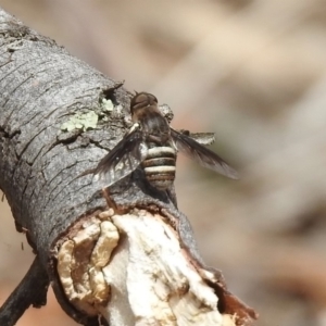 Villa sp. (genus) at Tennent, ACT - 6 Dec 2019 11:50 AM