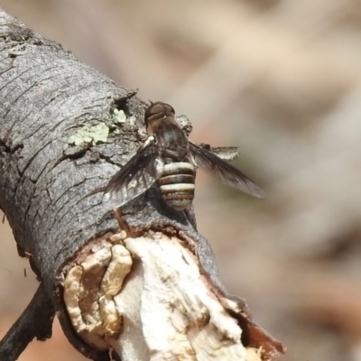 Villa sp. (genus) (Unidentified Villa bee fly) at Tennent, ACT - 6 Dec 2019 by RodDeb