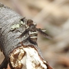 Villa sp. (genus) at Tennent, ACT - 6 Dec 2019