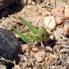 Oedaleus australis at Tennent, ACT - 6 Dec 2019 11:15 AM