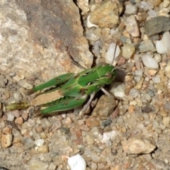 Oedaleus australis at Tennent, ACT - 6 Dec 2019 11:15 AM