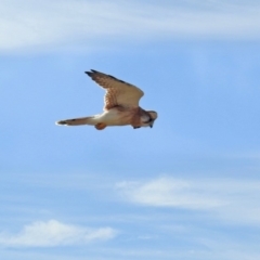 Falco cenchroides (Nankeen Kestrel) at Tennent, ACT - 6 Dec 2019 by RodDeb