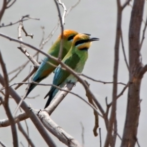 Merops ornatus at Tennent, ACT - 6 Dec 2019 11:03 AM