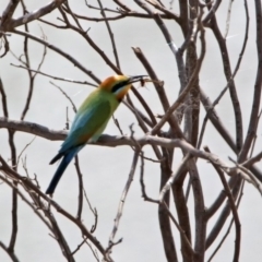 Merops ornatus at Tennent, ACT - 6 Dec 2019 11:03 AM