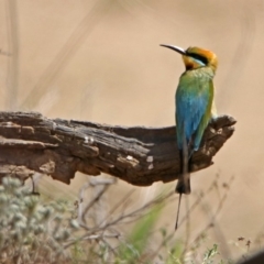 Merops ornatus at Tennent, ACT - 6 Dec 2019 11:03 AM