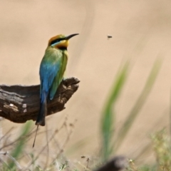 Merops ornatus at Tennent, ACT - 6 Dec 2019