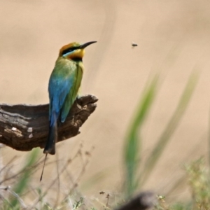 Merops ornatus at Tennent, ACT - 6 Dec 2019