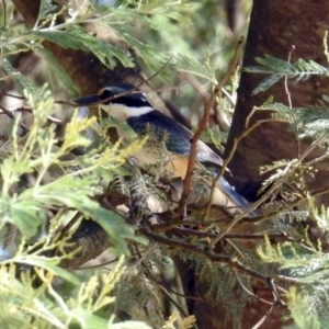 Todiramphus sanctus at Tennent, ACT - 6 Dec 2019 11:43 AM