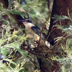 Todiramphus sanctus at Tennent, ACT - 6 Dec 2019 11:43 AM