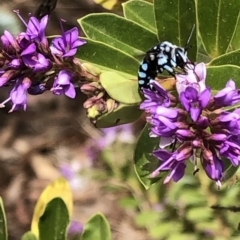 Thyreus caeruleopunctatus (Chequered cuckoo bee) at Aranda, ACT - 7 Dec 2019 by Jubeyjubes