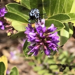 Thyreus caeruleopunctatus at Aranda, ACT - 7 Dec 2019