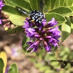 Thyreus caeruleopunctatus at Aranda, ACT - 7 Dec 2019