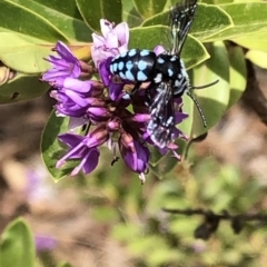 Thyreus caeruleopunctatus at Aranda, ACT - 7 Dec 2019