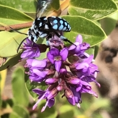 Thyreus caeruleopunctatus at Aranda, ACT - 7 Dec 2019