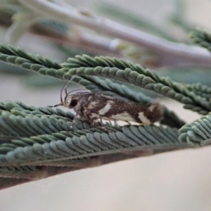 Macrobathra heminephela at Cook, ACT - 6 Dec 2019 06:14 PM