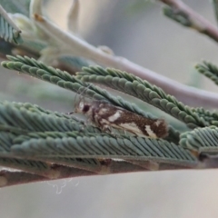 Macrobathra heminephela at Cook, ACT - 6 Dec 2019 06:14 PM