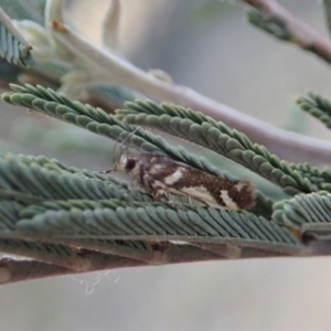 Macrobathra heminephela at Cook, ACT - 6 Dec 2019