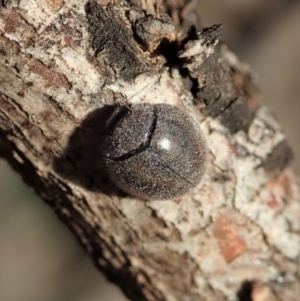 Coccinellidae (family) at Dunlop, ACT - 6 Dec 2019