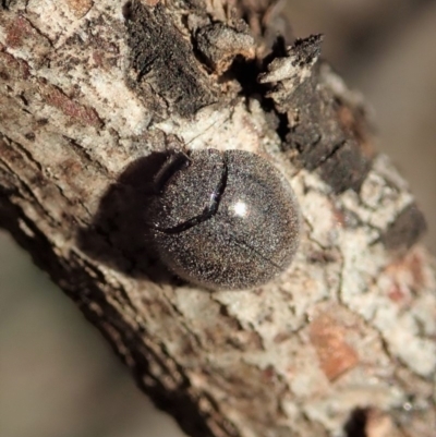 Coccinellidae (family) (Unidentified lady beetle) at Dunlop, ACT - 6 Dec 2019 by CathB