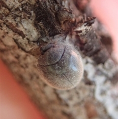 Coccinellidae (family) at Dunlop, ACT - 6 Dec 2019