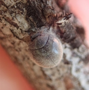 Coccinellidae (family) at Dunlop, ACT - 6 Dec 2019