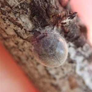 Coccinellidae (family) at Dunlop, ACT - 6 Dec 2019