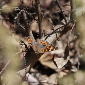 Junonia villida at Cook, ACT - 7 Dec 2019 10:35 AM