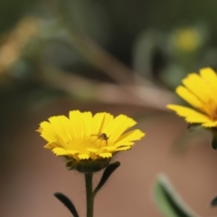 Geron sp. (genus) (Slender Bee Fly) at Cook, ACT - 7 Dec 2019 by Tammy